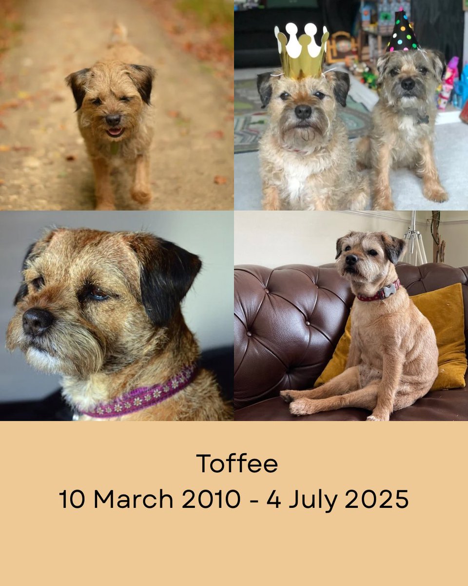 Toffee Terrier tweet media