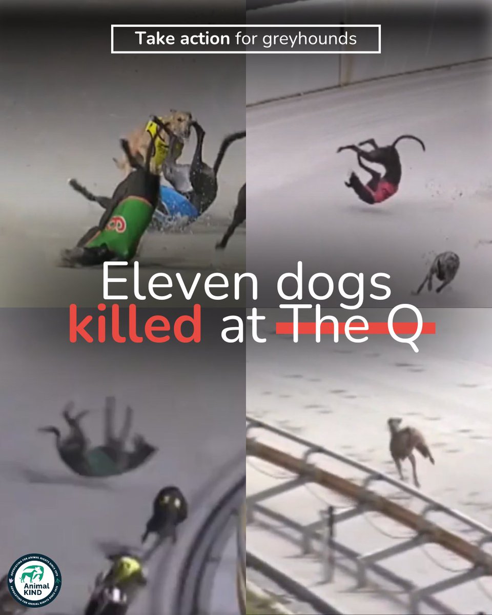 animalkind_aus's tweet image. These injuries and deaths didn’t happen in an outdated, neglected facility. They happened in a venue touted as the safest in the country.

The Q has now claimed at least 11 lives. These dogs deserved better.

Take action now 👉️ animalkind.org.au/2025/06/26/cal…
