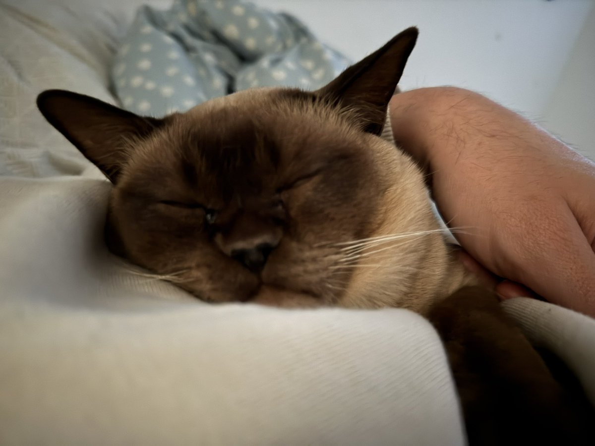 Sebbywebz's tweet image. Sorry guys, no stream this Saturday ☹️
Got mad sick. Feels like knives when I swallow. IT SUCKS 🌡️
I should be back next Saturday. Hope you’ve been doing well
