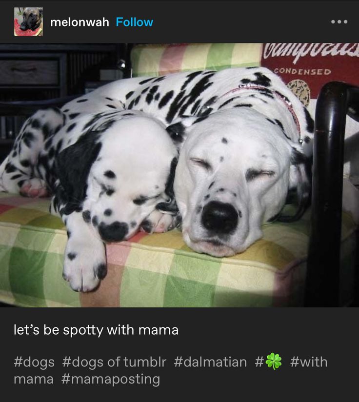 caninepoetry_'s tweet photo. https://t.co/i2DLMQu2ZX