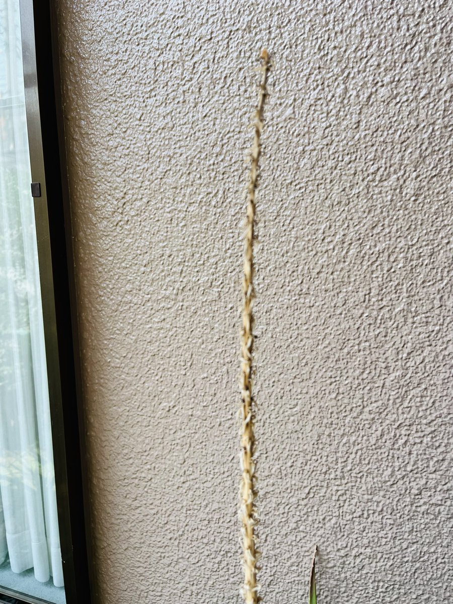 hagipyong's tweet image. 縁側に降りたら暑すぎて足裏真っ赤😅
そんな猛暑の中、イキイキしているプルメリア。ツボミどこ？
アロエベラは花が咲いていたらしい。