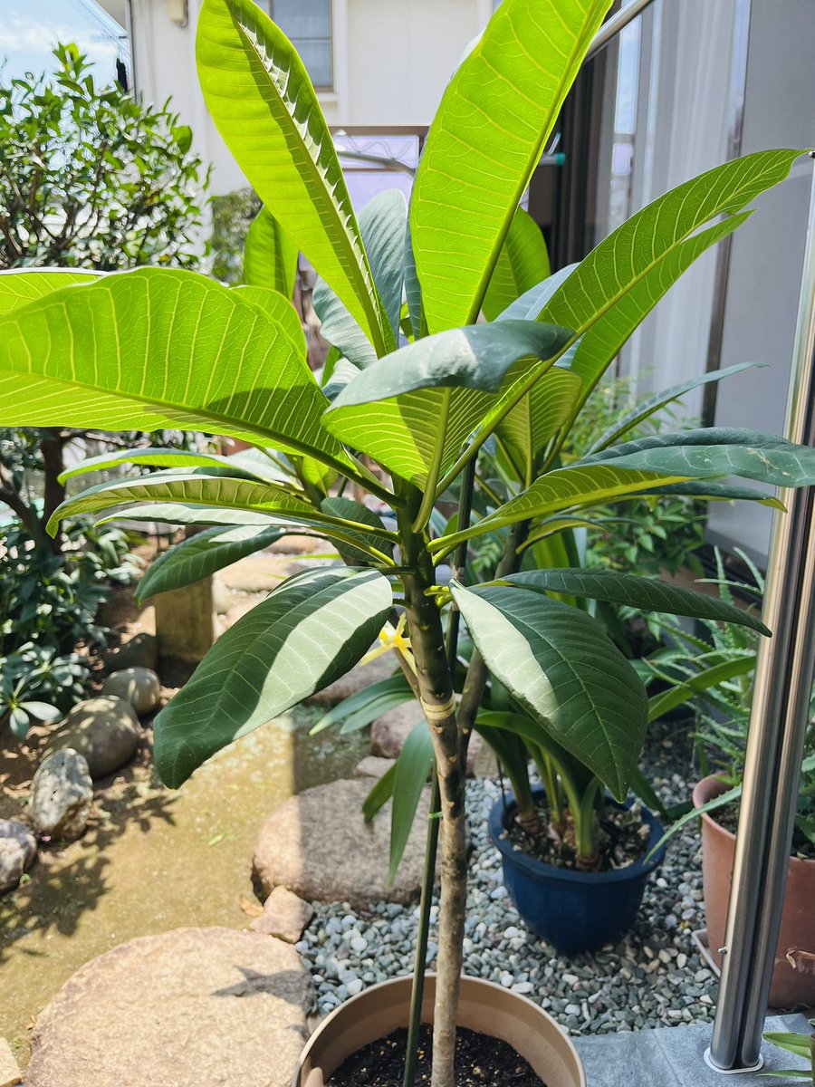 hagipyong's tweet image. 縁側に降りたら暑すぎて足裏真っ赤😅
そんな猛暑の中、イキイキしているプルメリア。ツボミどこ？
アロエベラは花が咲いていたらしい。