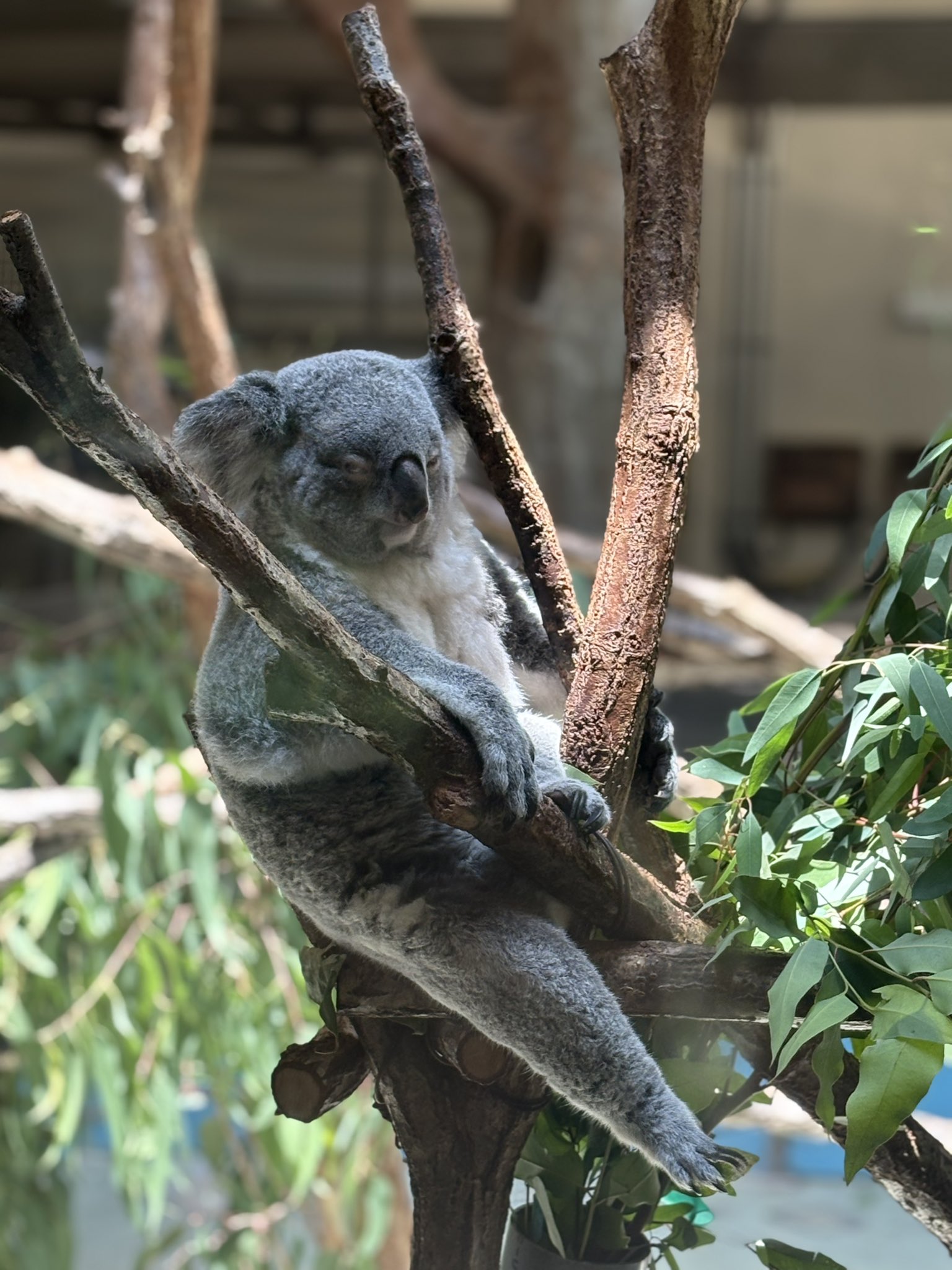きん🌟🐨🫘 on X: 