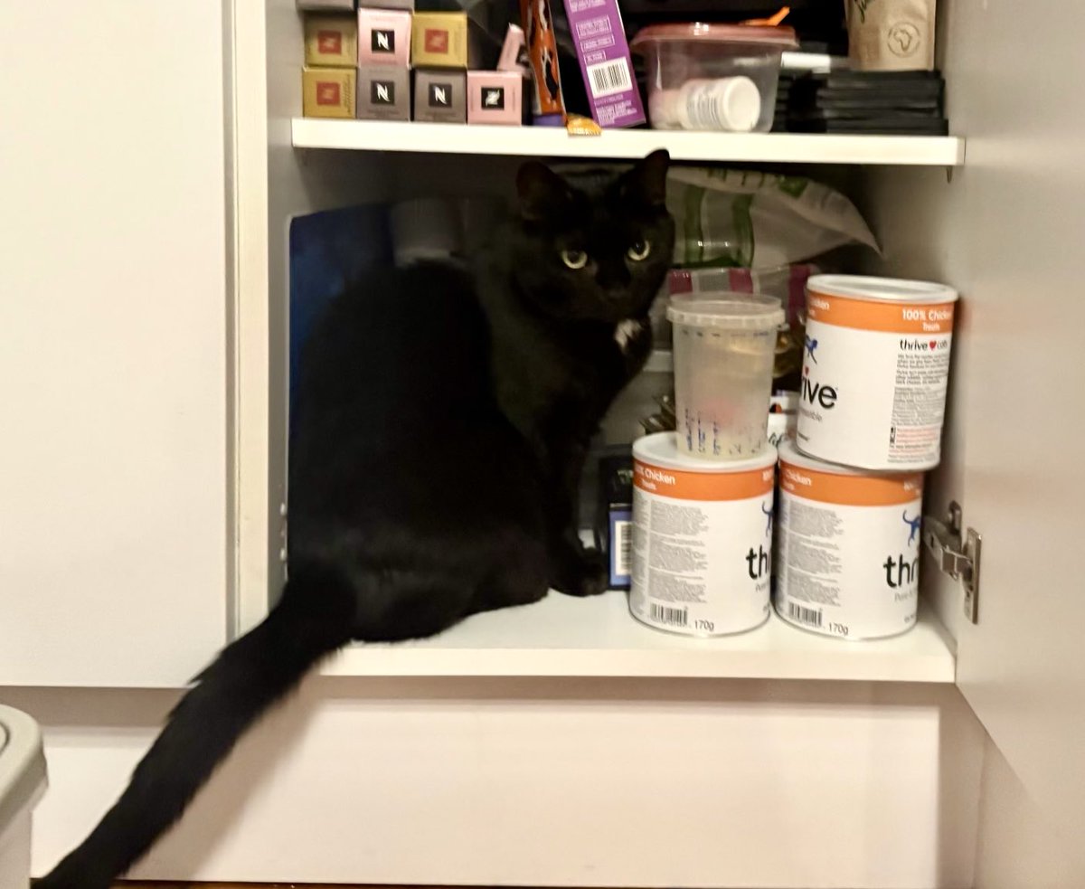 PickleAndNancy's tweet image. Caught in the act! 😹 Happy #Caturday furiends - hope you get lots of treats, love Pickle! 💕🐈‍⬛🥰