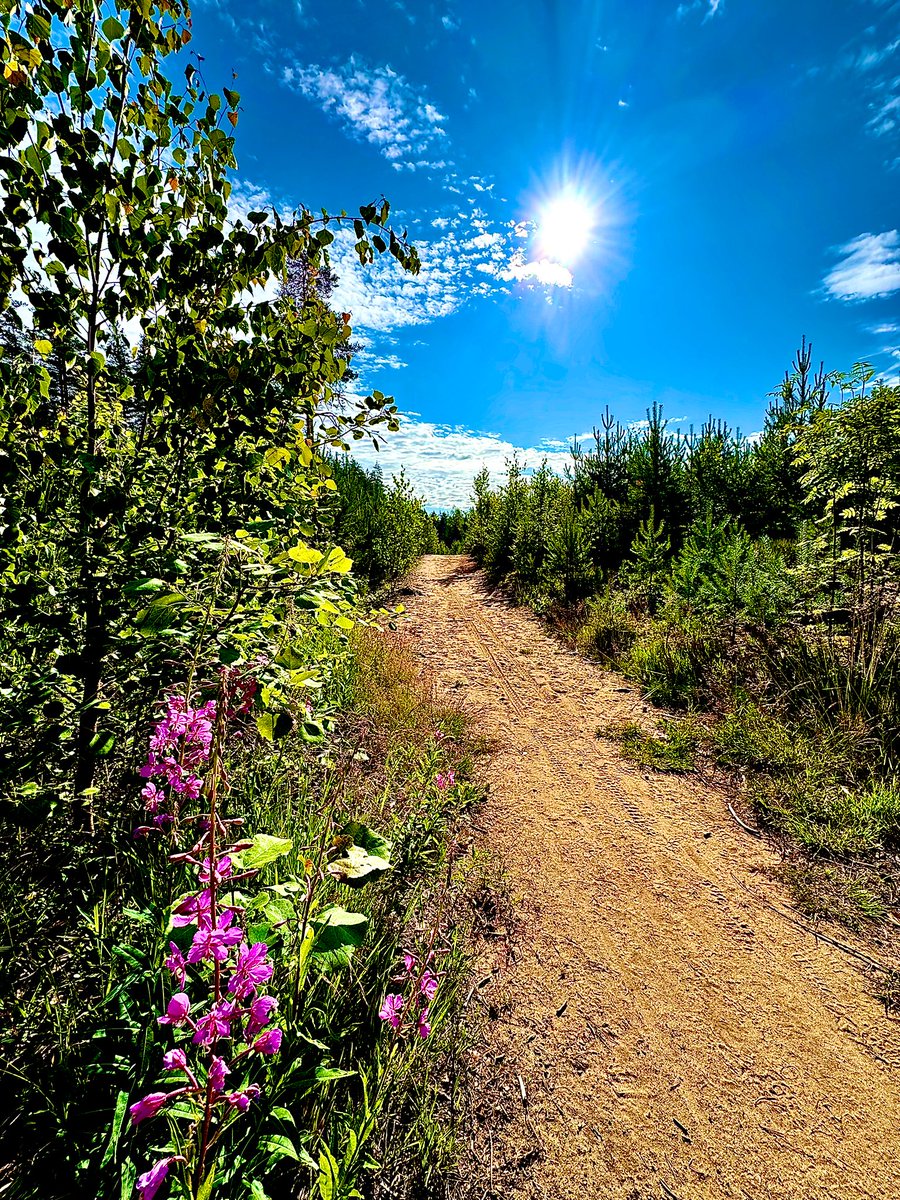 FromMikes's tweet image. Happy Saturday morning from Tuusula. 🌲🌺Have a nice weekend. ☺️