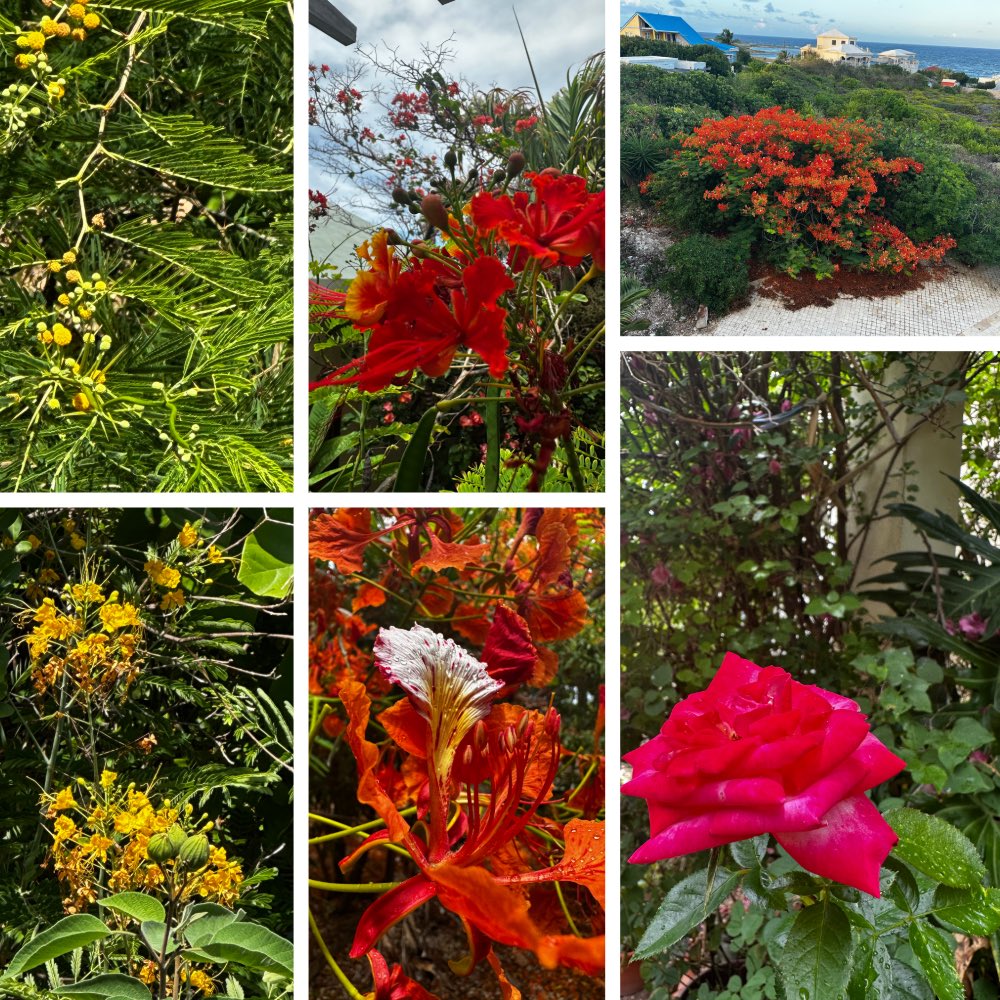 This week, yellow into the mix of of hot red and oranges. Bougainvillea, pride of Barbados ( yellow and red), yellow acacia ( bird fave), Flamboyant and rose. I grew the flamboyants and yellow Pride from seeds I harvested and the acacia was “bird planted” #SixOnSaturday #Flowers