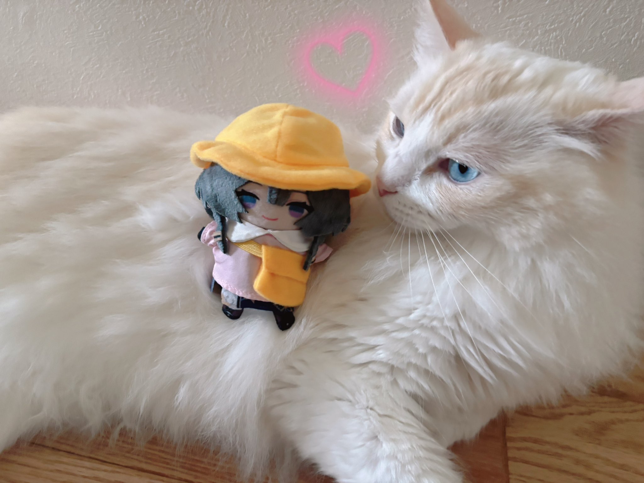 はむねこさま確認ページ♡ つむぎお嬢様🐱 | . 今日は#うちの子記念日 🏠✨ 4年前に家族に