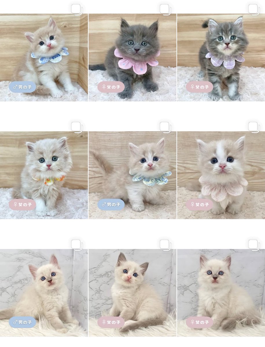 ð«§ æç¥ã®ç«ã¡ããå°éïŸïŸïŸïœ°ïŸïŸïœ° ð«§ (æ ª)LEGARE (@legaremeow) on Twitter photo ããã«ã¡ã¯ð
ã
€
â«ïžInstagramïŒåç«ã¡ããäžèЧïŒ
â«ïžã¿ããªã®åç«ããªãŒããŒ
ã
€
æŽæ°ããŸããâ
ã
€
ãããããããã£ãŒã«ã®ãªã³ã¯ããã¢ã¯ã»ã¹ãã§ããŸãã®ã§ïœ€ãã²ã確èªãã ããð±.â
#ç«å¥œããããšç¹ãããã
#ç« #ãã
#ç«ã®ããæ®ãã ããã«ã¡ã¯ð
ã
€
â«ïžInstagramïŒåç«ã¡ããäžèЧïŒ
â«ïžã¿ããªã®åç«ããªãŒããŒ
ã
€
æŽæ°ããŸããâ
ã
€
ãããããããã£ãŒã«ã®ãªã³ã¯ããã¢ã¯ã»ã¹ãã§ããŸãã®ã§ïœ€ãã²ã確èªãã ããð±.â
#ç«å¥œããããšç¹ãããã
#ç« #ãã
#ç«ã®ããæ®ãã