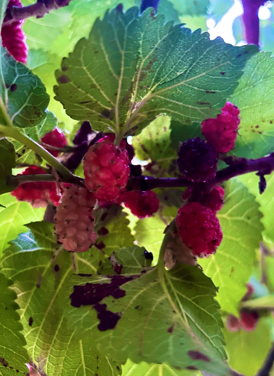 j_zabaneh's tweet image. توت شامي • Black berries