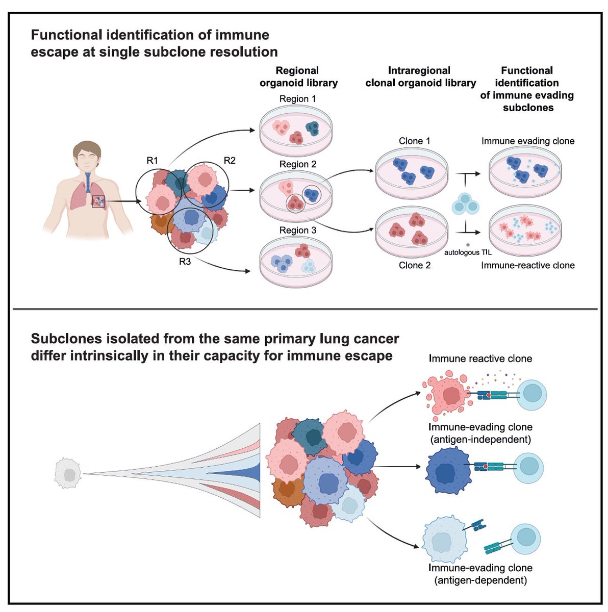 Diego A. DĂaz GarcĂa (@diegoadiazg) on Twitter photo đ« Subclonal immune evasion in NSCLC:
Using organoidâT cell co-cultures from TRACERx, researchers show genetically distinct tumor subclones can evade immunity differently, even within the same tumor. Immune escape isnât uniform, itâs evolutionary and clonal.
đ <a href="/Cancer_Cell/">Cancer Cell</a>
đ đ« Subclonal immune evasion in NSCLC:
Using organoidâT cell co-cultures from TRACERx, researchers show genetically distinct tumor subclones can evade immunity differently, even within the same tumor. Immune escape isnât uniform, itâs evolutionary and clonal.
đ <a href="/Cancer_Cell/">Cancer Cell</a>
đ