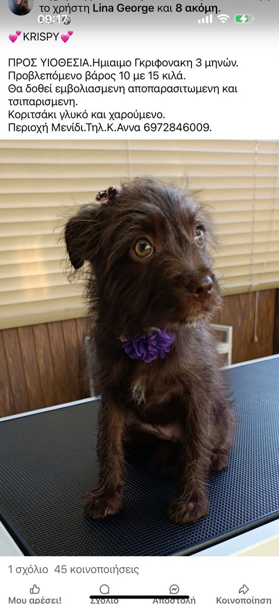 Προς υιοθεσία!🙏