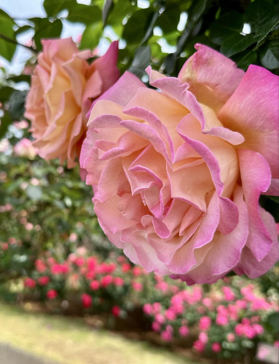 iwa1122rose's tweet photo. 薔薇は「シカゴピース」🌹
( Rose Chicago Peace )
素敵な土曜日を 🌹🍀🩷🌱😊
Good Saturday afternoon ♪
#ChicagoPeace
#シカゴピース https://t.co/IBqfeIiCMG