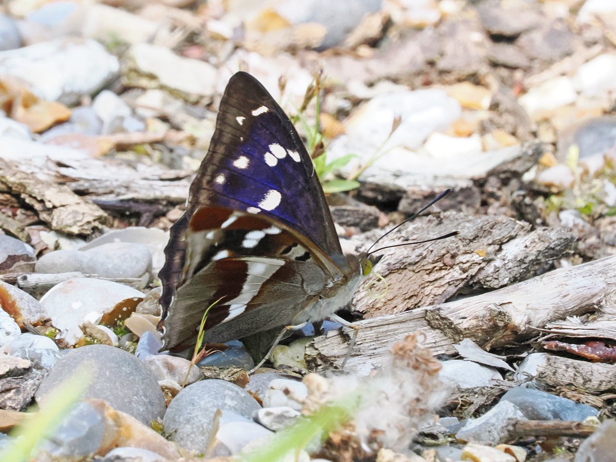 Mike Smith (@mikecsmiffy) on Twitter photo This male Purple Emperor was the only one which descended to ground level during our visit to Theberton Wood, Suffolk on Saturday
#Butterfly #Butterflies #wildlife #wildlifephotography #nature #NaturePhotography
<a href="/savebutterflies/">Butterfly Conservation ๐ฆ</a> <a href="/BC_Suffolk/">BC Suffolk Branch</a> <a href="/suffolkwildlife/">SuffolkWildlifeTrust</a> <a href="/NatureUK/">NatureUK</a> This male Purple Emperor was the only one which descended to ground level during our visit to Theberton Wood, Suffolk on Saturday
#Butterfly #Butterflies #wildlife #wildlifephotography #nature #NaturePhotography
<a href="/savebutterflies/">Butterfly Conservation ๐ฆ</a> <a href="/BC_Suffolk/">BC Suffolk Branch</a> <a href="/suffolkwildlife/">SuffolkWildlifeTrust</a> <a href="/NatureUK/">NatureUK</a>