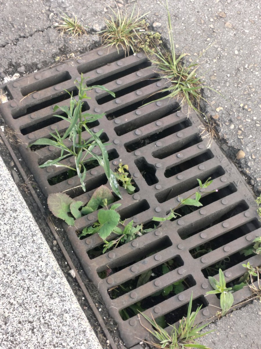 Louisxixon's tweet photo. @gijon @EMULSAGijon @AytoGijon  Queremos hacer de nuestro barrio una jungla ? https://t.co/K5KzRTwi0s