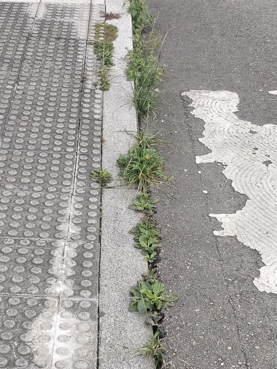 Louisxixon's tweet photo. @gijon @EMULSAGijon @AytoGijon  Queremos hacer de nuestro barrio una jungla ? https://t.co/K5KzRTwi0s
