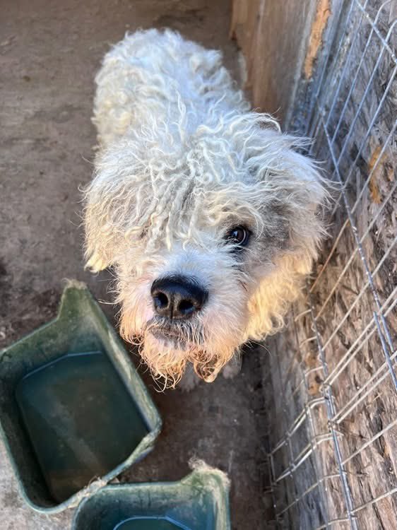 ProDogRomania tweet media