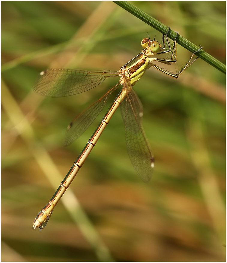 Marc Heath (@marcheathym007) on Twitter photo Male and female Southern Emerald Damselfly from North Kent, yesterday. NEW photos @ marcheath.blogspot.com. <a href="/BDSdragonflies/">British Dragonfly Society</a> <a href="/Britnatureguide/">The British Nature Guide</a> <a href="/Migrantdragons/">Adrian Parr</a> <a href="/smallshire/">Dave Smallshire</a> <a href="/BBCSpringwatch/">BBC Springwatch</a> <a href="/britwildlife/">British Wildlife Mag</a> #Teamdragonfly Male and female Southern Emerald Damselfly from North Kent, yesterday. NEW photos @ marcheath.blogspot.com. <a href="/BDSdragonflies/">British Dragonfly Society</a> <a href="/Britnatureguide/">The British Nature Guide</a> <a href="/Migrantdragons/">Adrian Parr</a> <a href="/smallshire/">Dave Smallshire</a> <a href="/BBCSpringwatch/">BBC Springwatch</a> <a href="/britwildlife/">British Wildlife Mag</a> #Teamdragonfly
