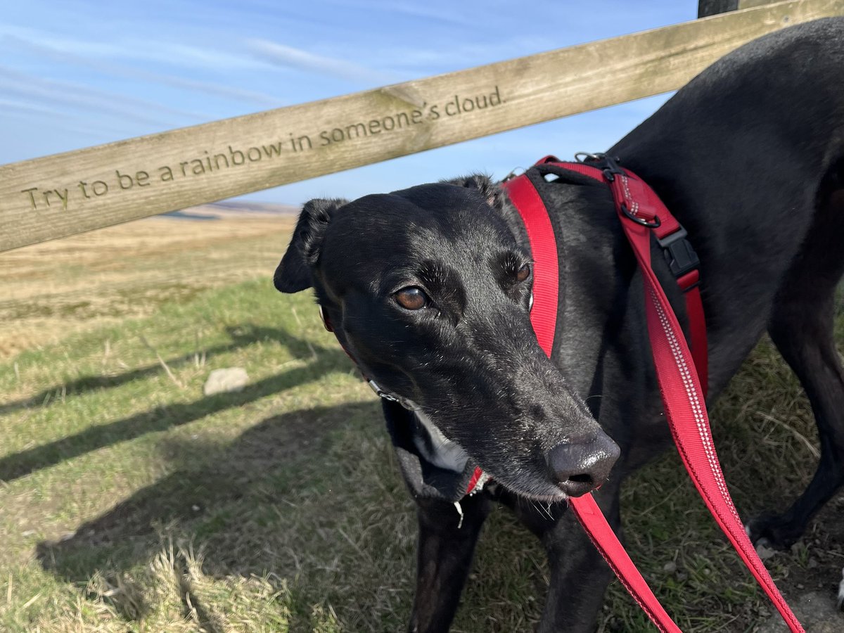 milliethefish's tweet photo. Happy 6th birthday to my beautiful little rainbow Mui π love you to the moon and back π₯³ x
#AdoptDontShop #greyhoundsoftwitter #houndsotwitter #HappyBirthday #mygirl https://t.co/iuAE3SimG1