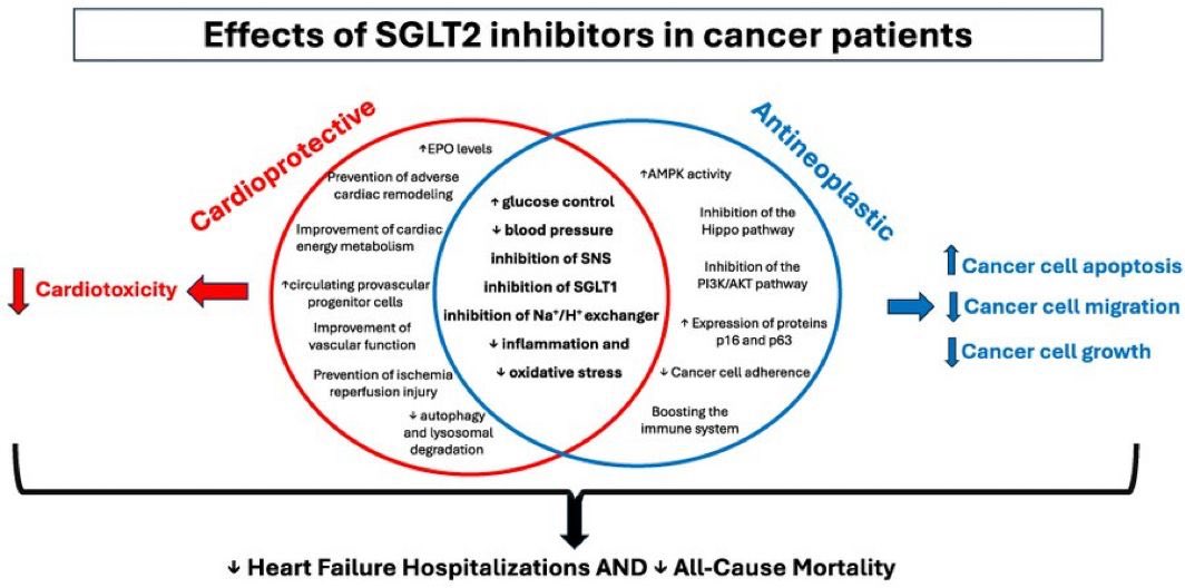 SGLT2 inhibitors and mortality in diabetic cancer patients: cardioprotective and anticancer effects

SGLT2Is exhibit a multifaceted therapeutic profile, offering substantial cardioprotective and antineoplastic benefits to cardio-oncological patients. By mitigating inflammation,
