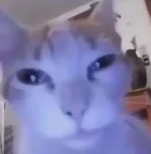 lettucGr's tweet photo. im gonna lock in for tsb now😈 and it WILL be rizzy. #roblox (ima lock in for the other stuff i mentioned in the morning cuz its 2am rn) https://t.co/W0NqmAz1al