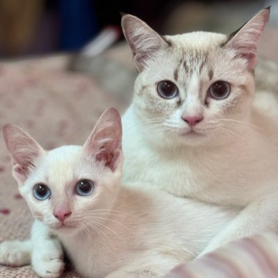 โอมมี่ ~ ปะป๊าาคุณหนูขาว&มีบุญ tweet media