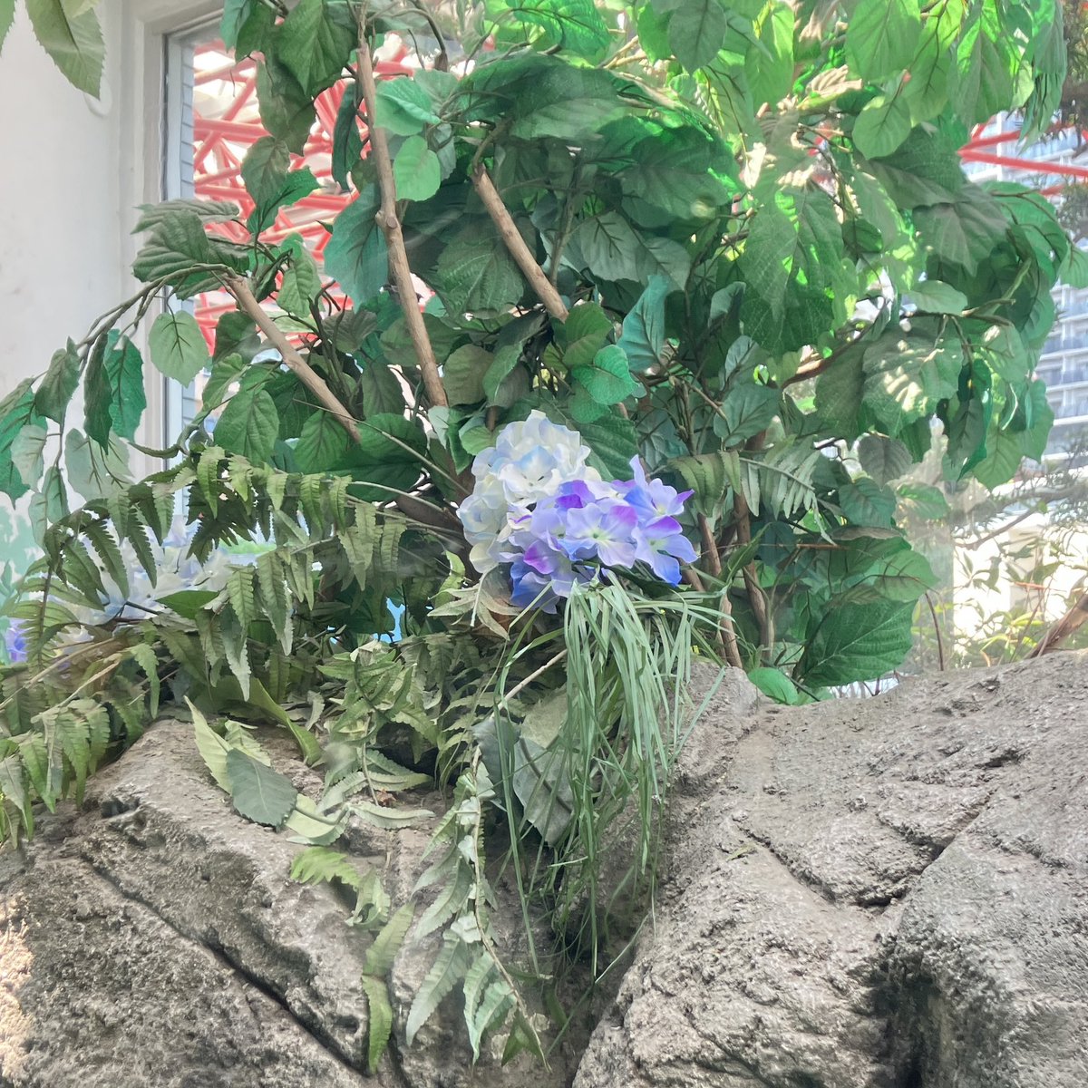 Shinagawa_Aqua's tweet image. 【梅雨明け⁉️🌂☀】
梅雨空が少なく、もう夏のようです。しかし湿度が高く蒸し暑いですね💦
しながわ水族館では『Rainy Wonder Aquarium』を開催中🌈
「東京湾に注ぐ川」では梅雨時期に咲く植物「アジサイ」の装飾を行っています🌺
他にも装飾がありますので、涼しい館内で探してみてくださいね☺