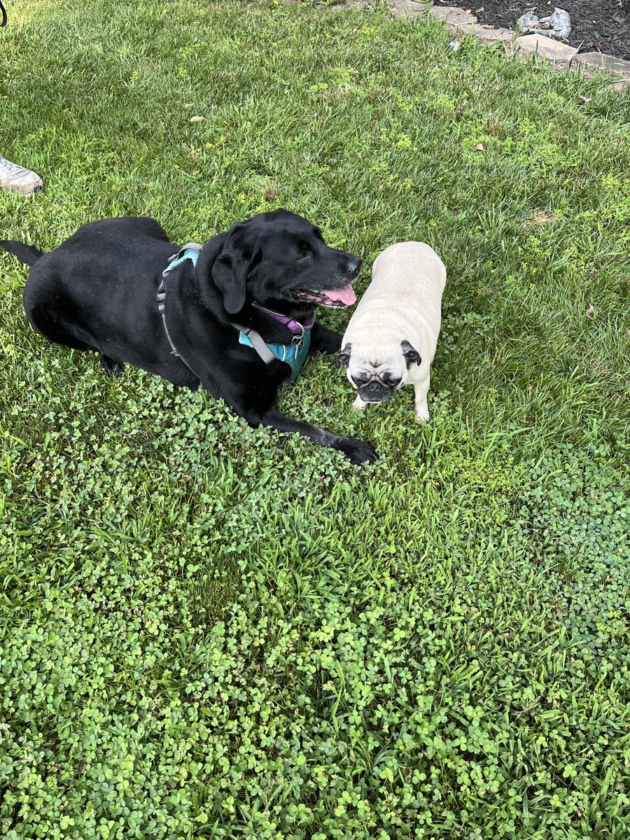 My fren Zoey ❤️ we love to relax together. She is a great neighbor.