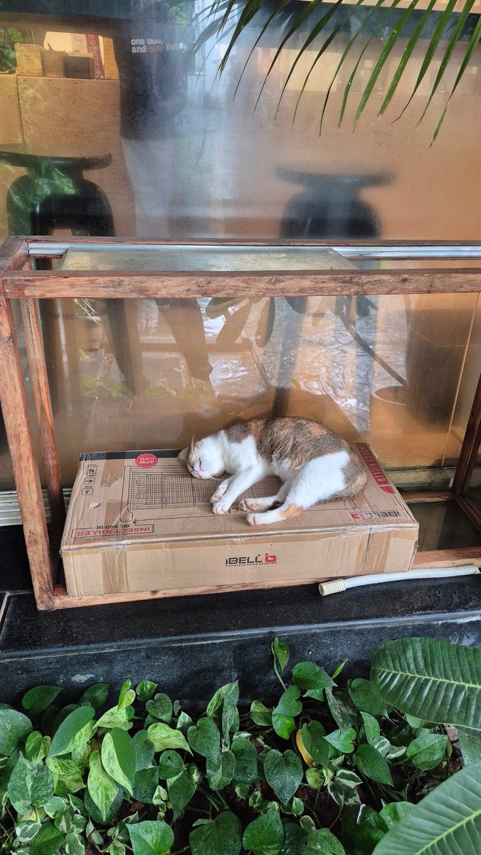 megabored's tweet image. bai mu dan blepping catto in Pune&apos;s cozy breezy weather