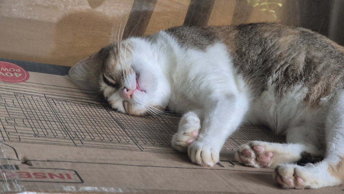 megabored's tweet image. bai mu dan blepping catto in Pune&apos;s cozy breezy weather