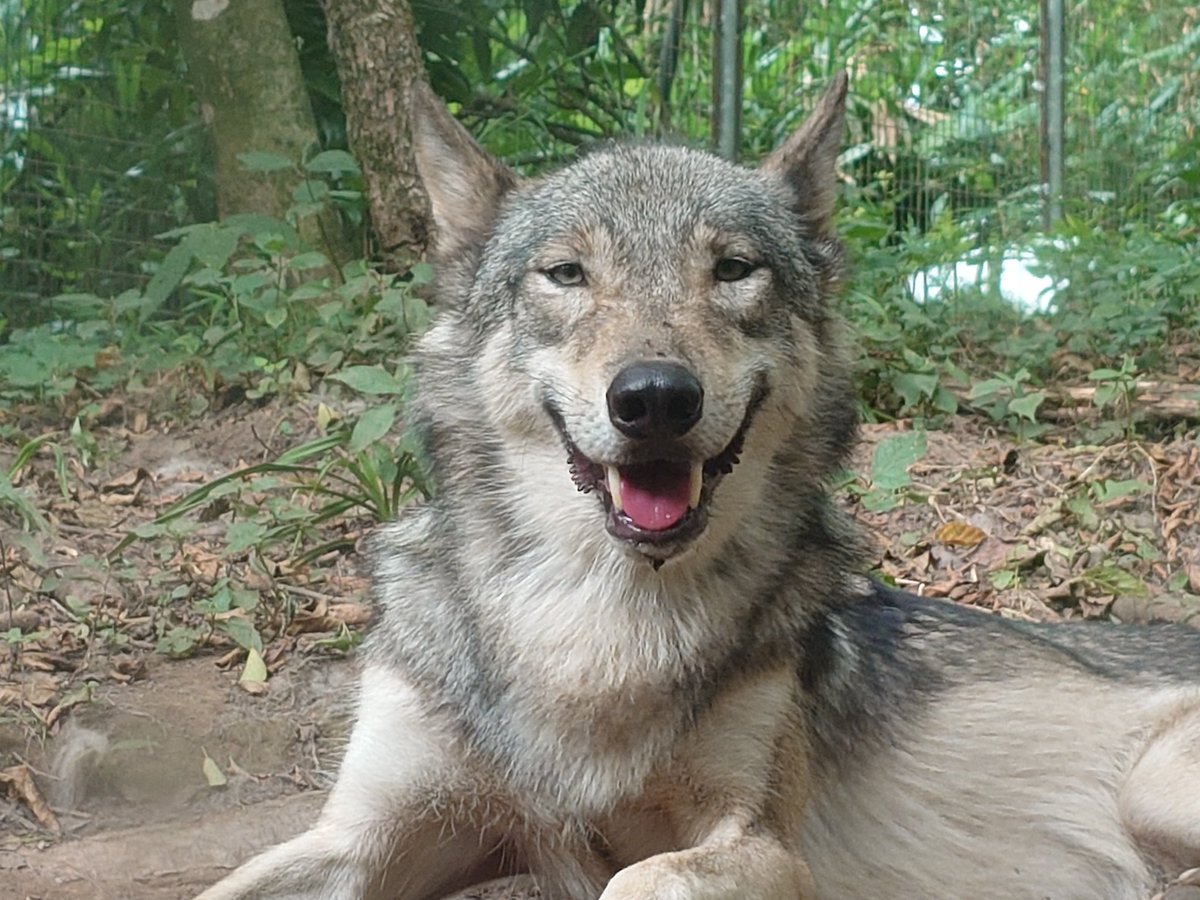 rikimaru923's tweet image. ゼン🐾