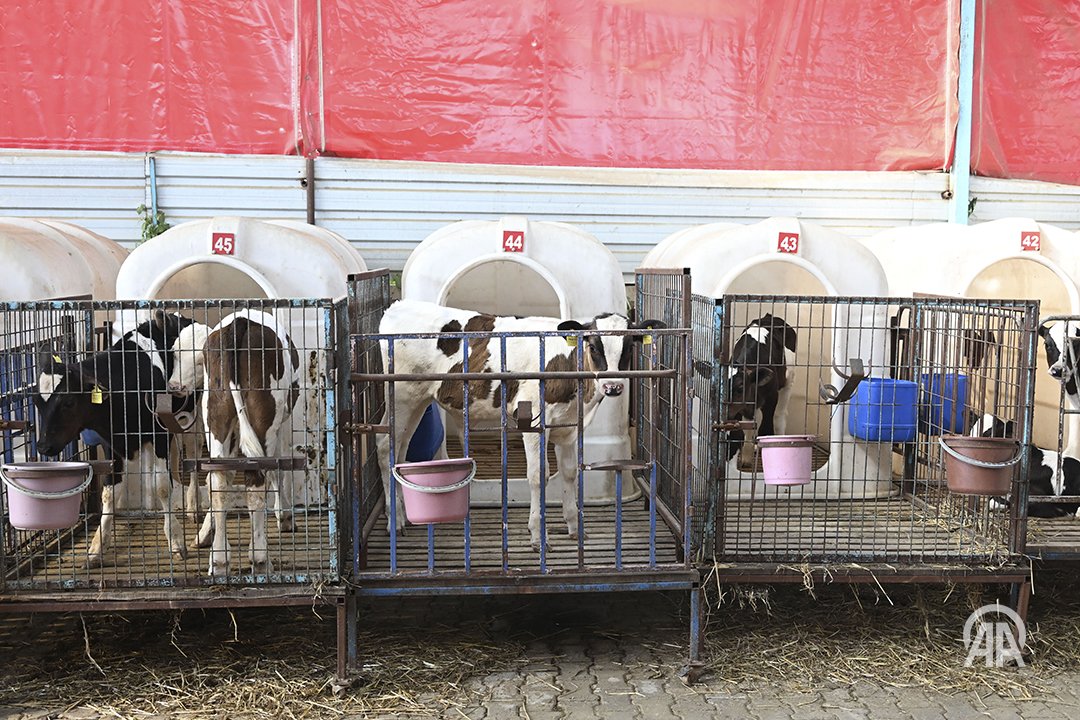 İzmir'in Ödemiş ilçesinde çıkan orman yangınından etkilenen mahallelerden tahliye edilen büyükbaş ve küçükbaş hayvanların bakımları, Damızlık Sığır Yetiştiricileri Gebe Düve Üretim Tesisi'nde yapılıyor

— Yangın bölgesinde toplamda 3 bin büyükbaş, 1000 civarında küçükbaş