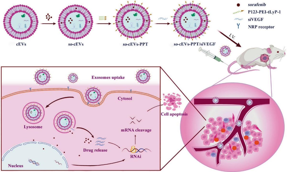 JCRnEDITORS's tweet photo. Camel milk extracellular vesicles-mediated co-delivery of siVEGF/sorafenib enhances the anti-hepatocellular carcinoma activity by dual-effect blocking the biological effects of VEGF.
| Kehai Liu @shou_1912 |
[50 days' free access]
#siRNA #codelivery 
https://t.co/Vv9M6a0PCP https://t.co/cj5IkB2OJZ