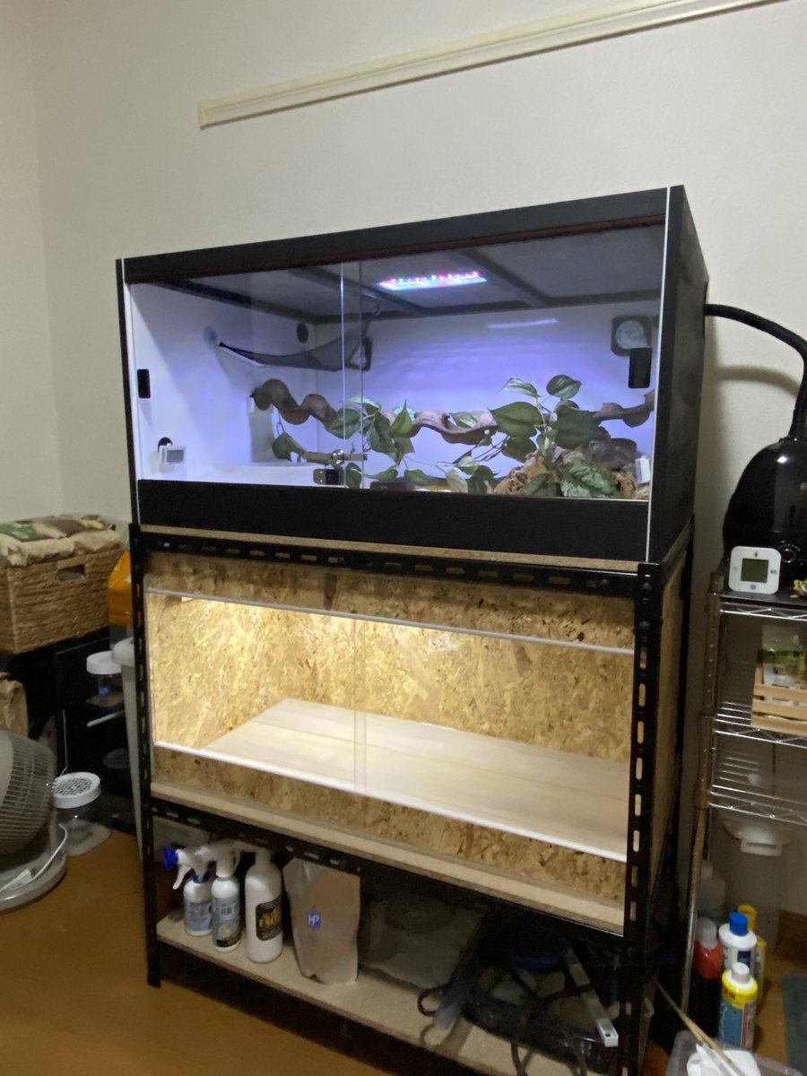 salt_Python_31's tweet image. メンテナンスする際、衣装ケースに死ぬほど入らないのでサブケージ設置🫩
これでメンテが楽に🥹