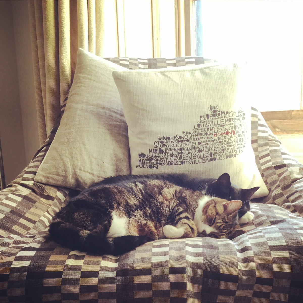 A very Happy 17th Birthday to this wee one. It’s Cassie’s first birthday without her sister, so she’s being extra spoiled with posh kitty nosh, plenty cuddles, strokes and back rubs (her favourite). Happy Heavenly Birthday to Boe too! We miss you so much! ❤️❤️