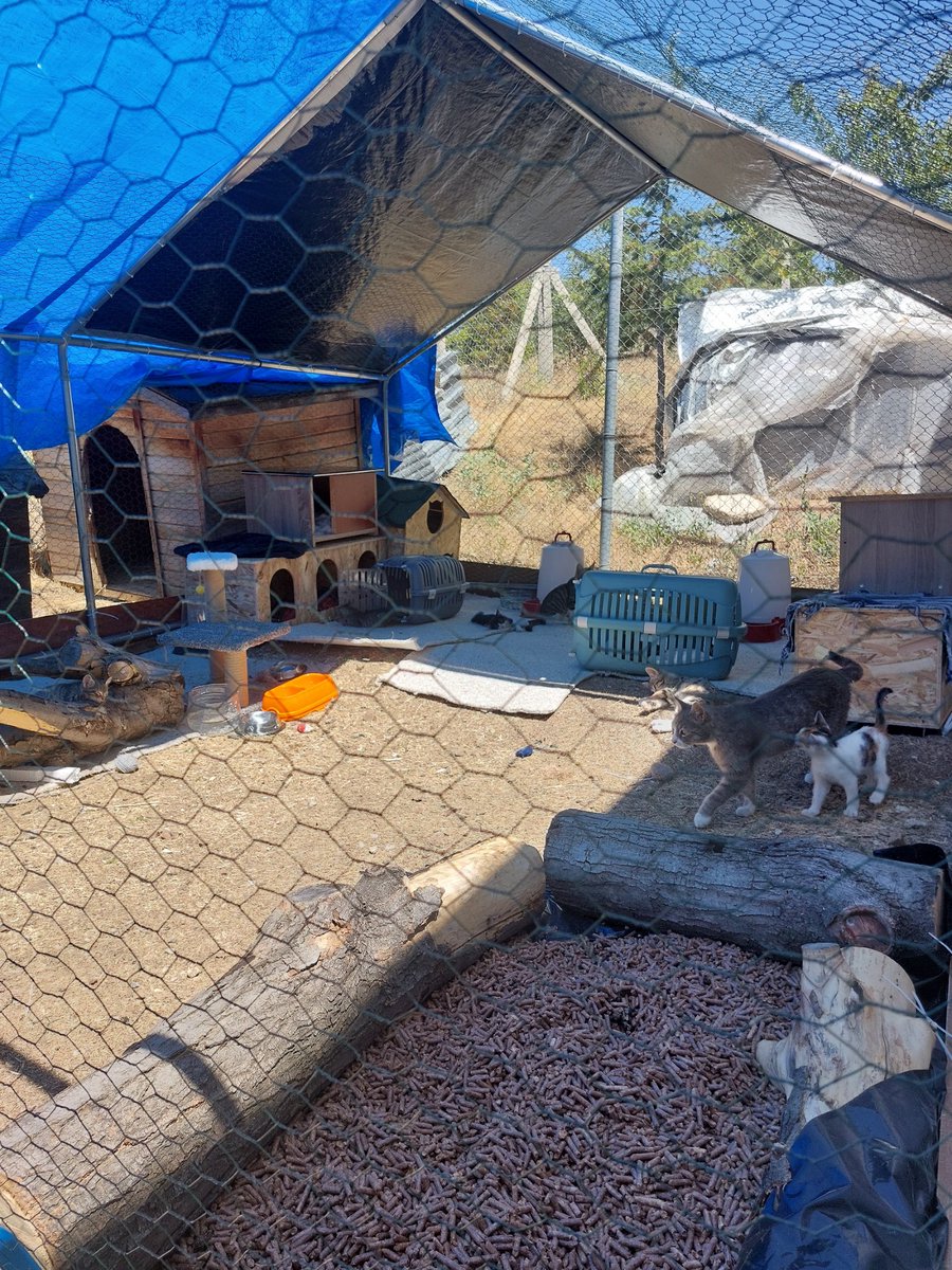 Bilkent kedi villasının açılışını yaptik (kum havuzları var)