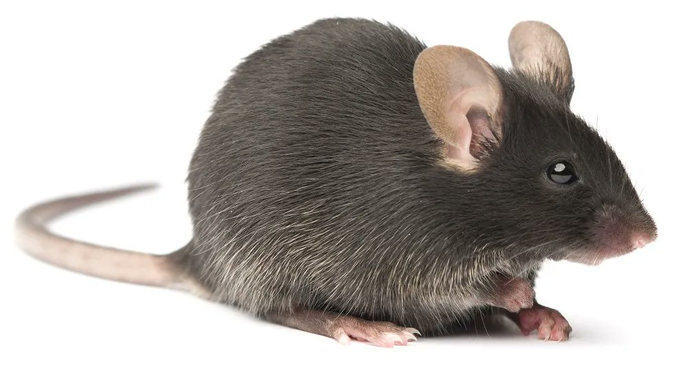 Agingdoc⭐David Barzilai🔔MD PhD MS MBA DipABLM🩺 (@agingdoc1) on Twitter photo Healthspan Effects of an Anti-Aging Vaccine on Mice
The vaccine partly restored age-related NAD+ decline.
<a href="/DrangowskaWay/">Anna Drangowska-Way</a> <a href="/LifespanNews/">Lifespan News</a>
lifespan.io/news/healthspa… Healthspan Effects of an Anti-Aging Vaccine on Mice
The vaccine partly restored age-related NAD+ decline.
<a href="/DrangowskaWay/">Anna Drangowska-Way</a> <a href="/LifespanNews/">Lifespan News</a>
lifespan.io/news/healthspa…