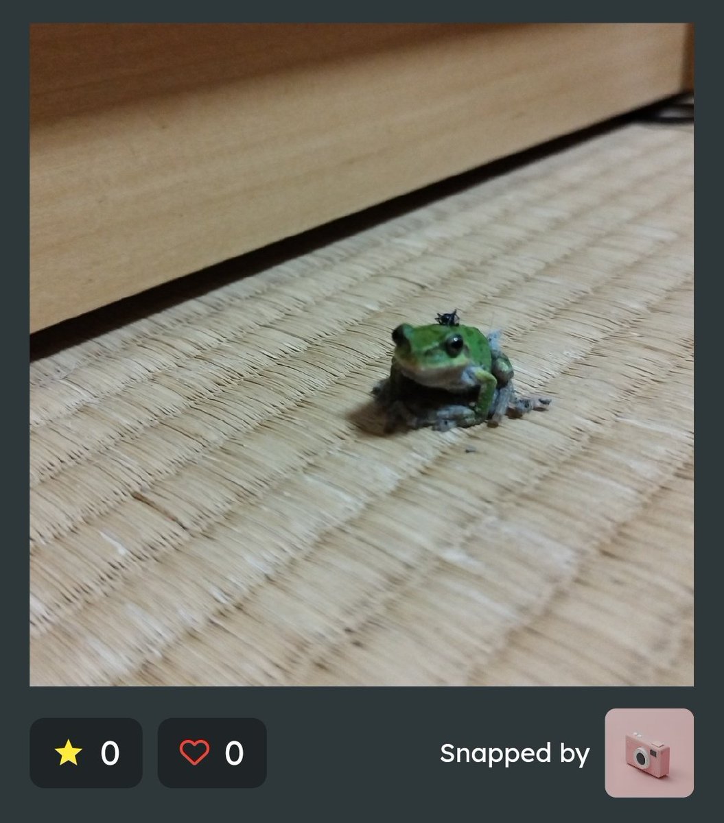 おうちに侵入🐸
この子達が食べてくれるお陰で蚊が家に入ってきません🫶