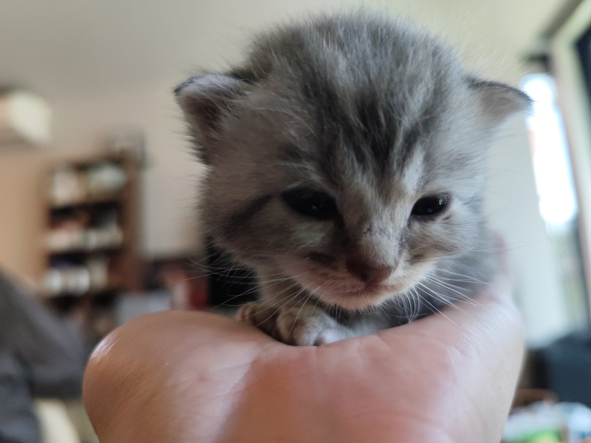 ジャストサイズな猫