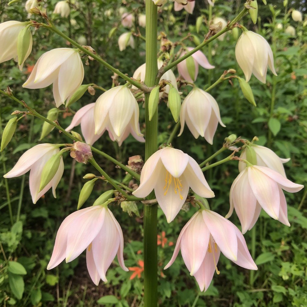 r3g3nt3kh's tweet image. Botanists have discovered a remarkable adaptation in some flower species: they can produce chemical signals to call pollinators specifically. This means the plants can communicate directly with the specific bees, butterflies, or other insects they need for reproduction!