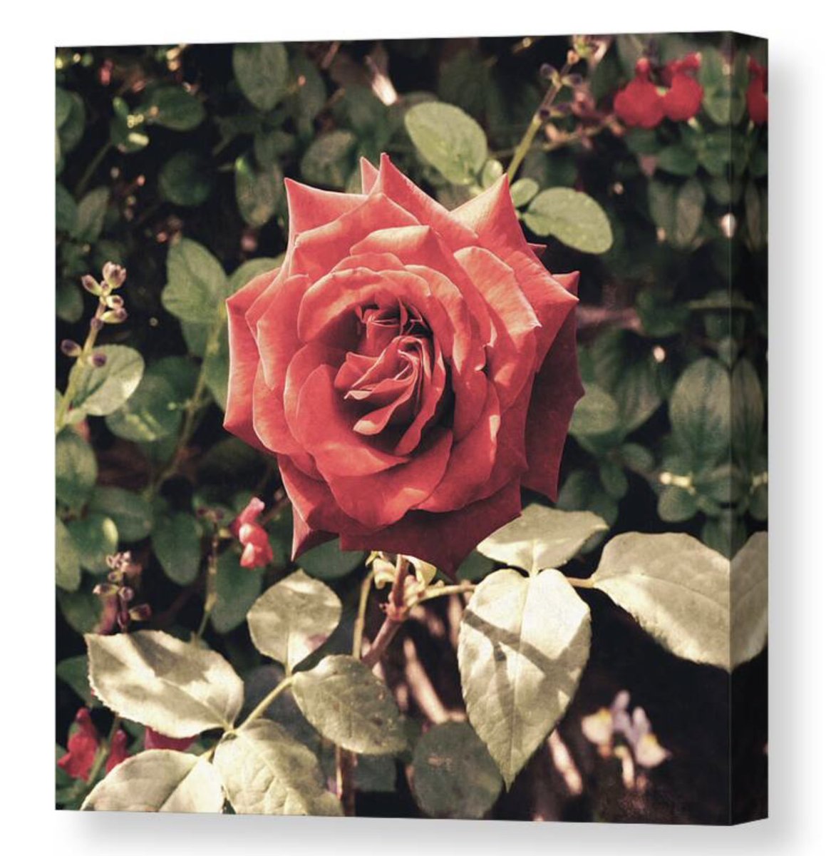 A Red Rose In The Garden I Canvas Print: fineartamerica.com/featured/a-red… #wallartforsale #prints #flower #rose #interiordecor #BuyIntoArt