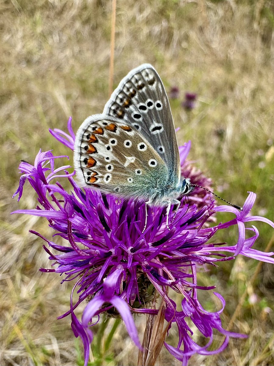 Common blue this morning on my dog walk.