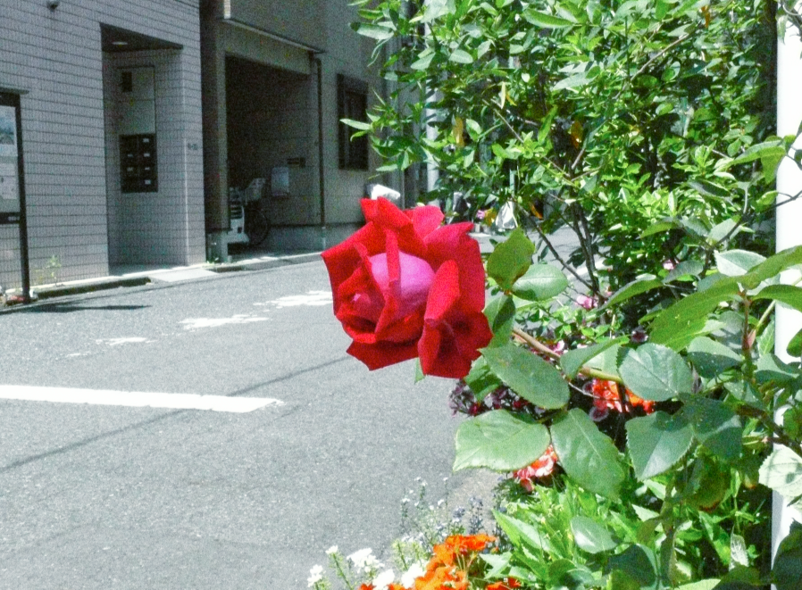 tikutaku's tweet photo. #オールドデジカメ #Panasonic #LUMIX #FZ50 #TLを花でいっぱいにしよう https://t.co/uU77GCKpIc