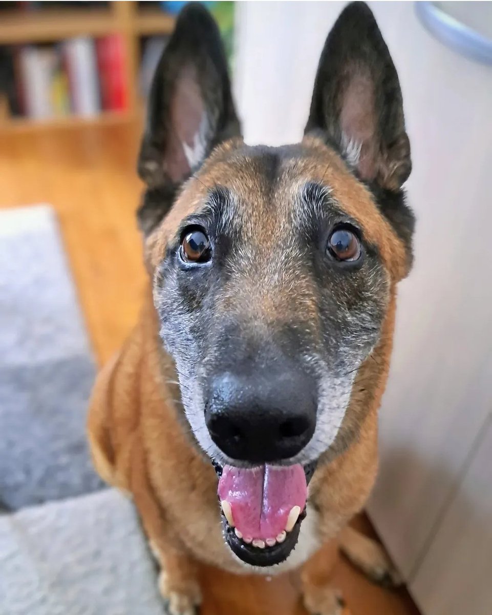 J'ai un ami (🫶) bénévole dans un refuge depuis des années qui a fini par adopter un chien "pas facile" qui restait là depuis trop longtemps. Ce qui est moins simple peut vous le rendre au centuple. ❤️ #AdoptDontShop