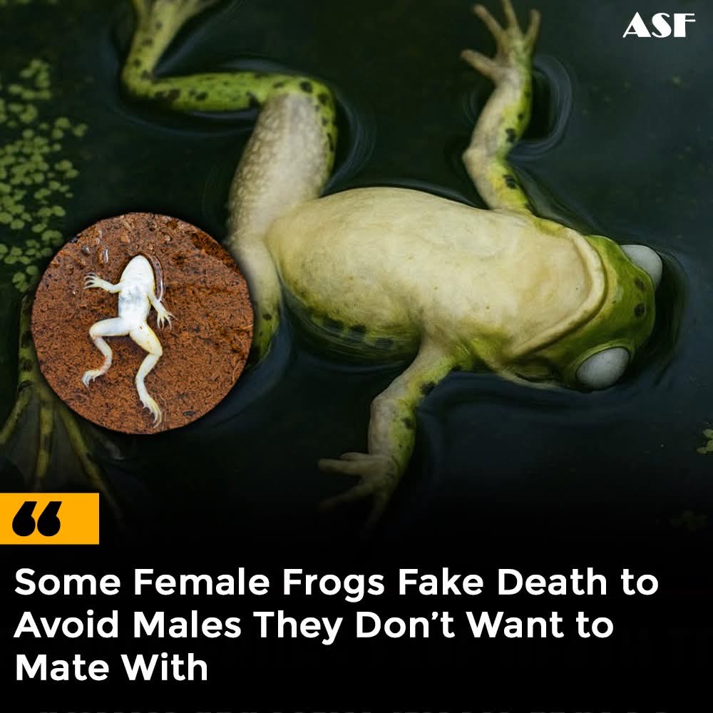 Im a frog