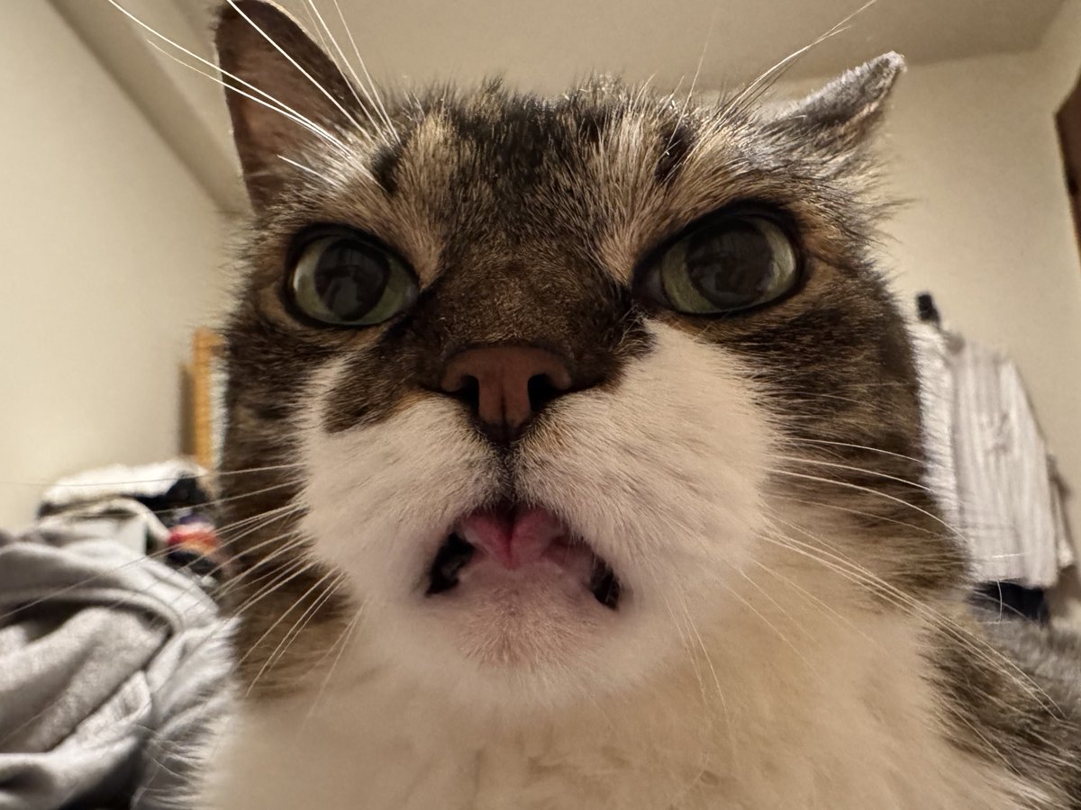 みなさまに、しまい忘れの❤️をお届けしますにゃお！