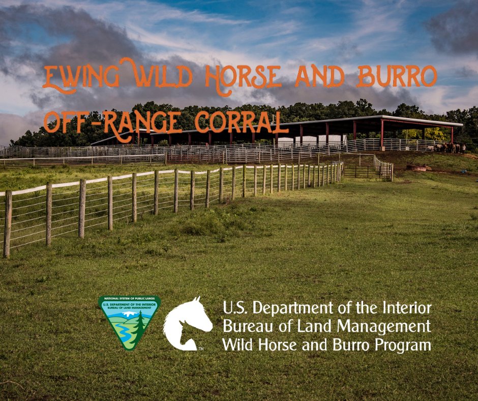 Adopt a wild horse or burro from the BLM Off-Range Corral located in Ewing, Illinois, next weekend, July 11-12! 🐎🐎

We'll be onsite for pre-scheduled Online Corral pick-up and to the general public from 9 a.m. - 5 p.m. each day.

Learn more: ow.ly/qjTb50VY1Bb