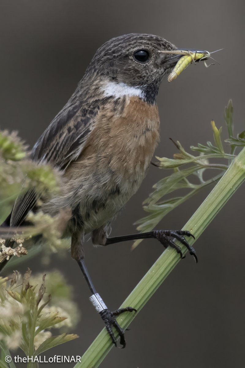 A female Stonechat heading to the nest.

Lovely, aren't they?