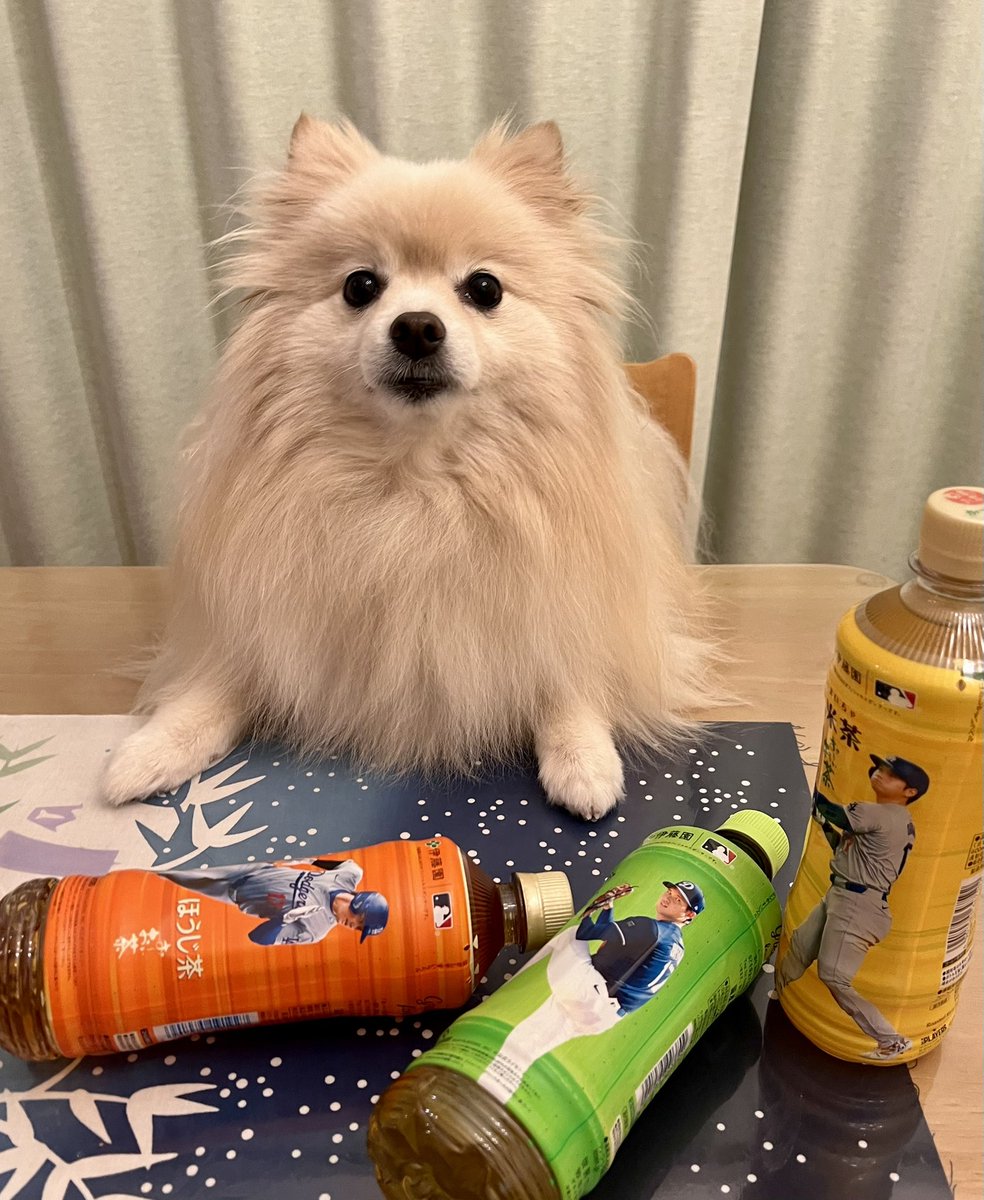 2018年、語呂合わせ…あ7な5ご
『土用の丑の日』の様に、夏バテ予防にも良い今が旬の穴子を
鰻同様ウマウマしましょ😋「穴子の日」
因みに今年の土用の丑の日は、19日＆31日
お気に入りの鰻屋さん閉店😱今回はスーパーで予約👛
…迷っちゃうきゅん🐶💦
📸伊佐沼公園冒険の森でパチリ✨