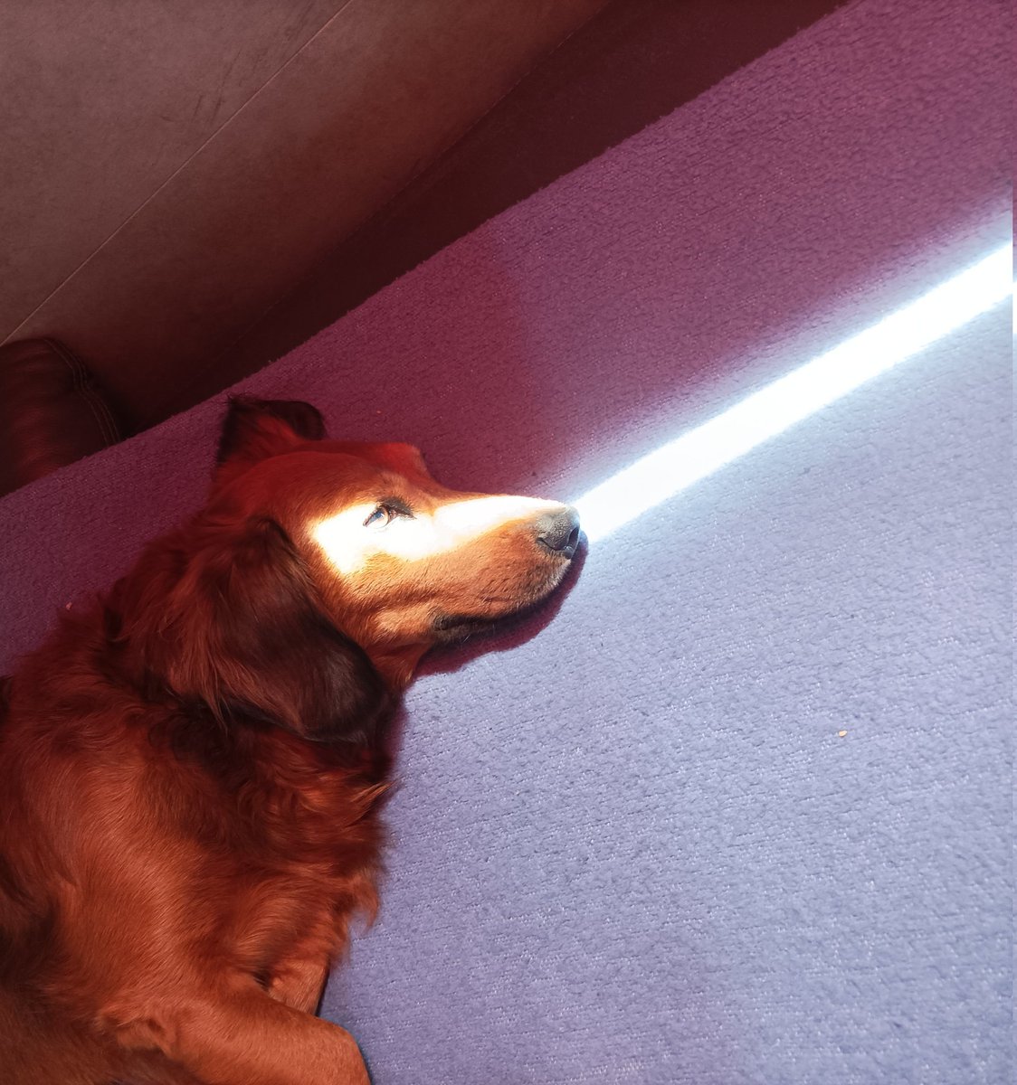 MoisslC's tweet photo. My dog with #bitcoin laser eyes. His Name? Satoshi of course🧡 https://t.co/EootOy8UHI
