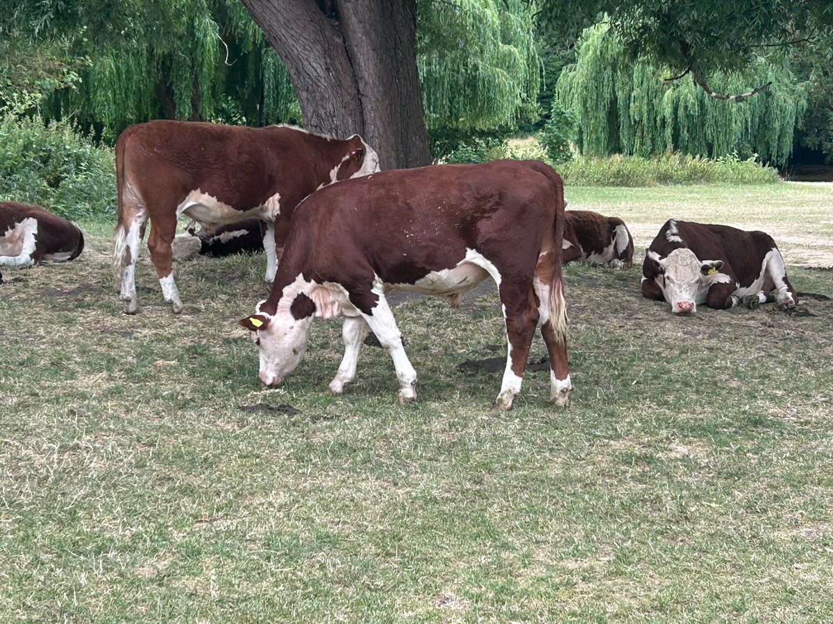 Henhunts's tweet image. Looking for the countryside but not wanting to leave the city… Cambridge! I turned the corner to find punting tours and cows on the same field.

Book your ehunt for Cambridge today… henhunt.co.uk/locations/uk-l…

#HenHunts #Cambridge #Cows #UrbanCountry